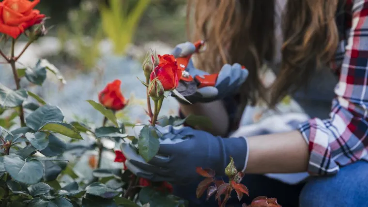 À quelle période de l'année peut-on planter des rosiers rouges ?, Épinal, Frank Jardin et Fils