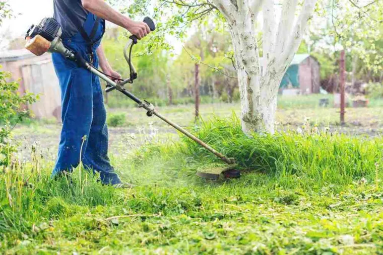 À qui faire appel pour débroussailler un jardin abandonné ?, Épinal, Frank Jardin et Fils