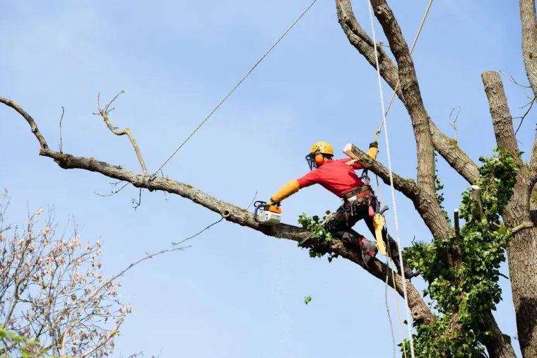 Élaguer un arbre dangereux dans une pente douce, Épinal, Frank Jardin et Fils