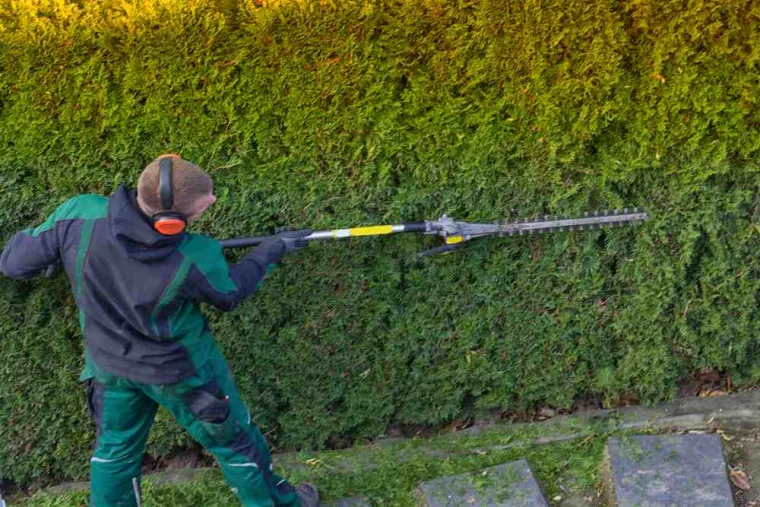 Tailler les haies de thuyas dans une cour d'école, Épinal, Frank Jardin et Fils