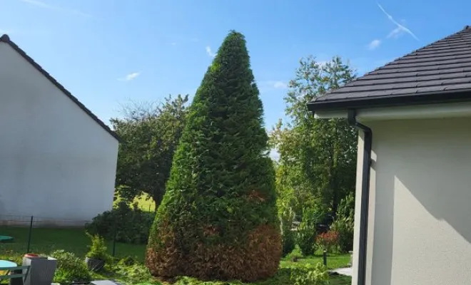 tailler une haie chez un client
